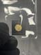 2022 1 Gram Gold Maple Leaf Coin Round Assay Card, Queen Elizabeth