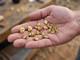 247 Gram Scrap Gold Nuggets For Gold Recovery Refining Melted Computer Pins Coin